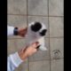 funniest and cutest puppies videos. shorts. puppy.