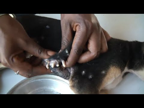 Removing Monster Mango worms From Helpless Dog ! Animal Rescue Video 2022 #22