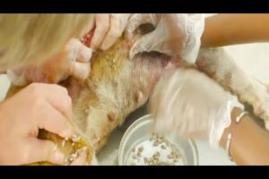 Removing Monster Mango worms From Helpless Dog! Animal Rescue Video 2022 #45