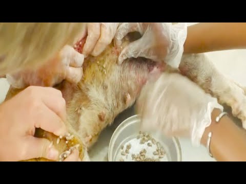 Removing Monster Mango worms From Helpless Dog! Animal Rescue Video 2022 #45