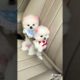 Dogs On TikTok | Dogs Doing Funny Things | Cutest Puppies TIKTOK Compilation 2022 | #tiktok #dogs