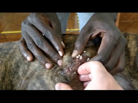 Removing Monster Mango worms From Helpless Dog ! Animal Rescue Video 2021 #21