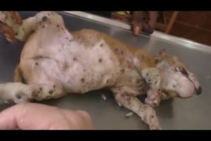 Removing Monster Mango worms From Helpless Dog ! Animal Rescue Video  #24