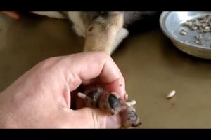 Removing mango worms from helpless dog - Rescue Videos 2022 #22