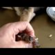 Removing mango worms from helpless dog - Rescue Videos 2022 #22