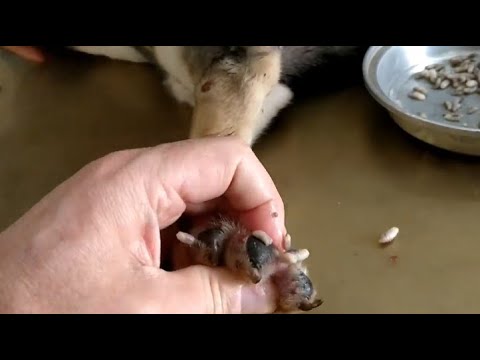 Removing mango worms from helpless dog - Rescue Videos 2022 #22