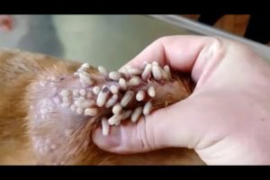 Removing Monster Mango worms From Helpless Dog ! Animal Rescue Video 2022 #28