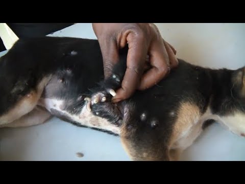 Removing mango worms from helpless dog - Rescue Videos 2022 #21