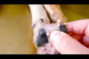 Removing Monster Mango worms From Helpless Dog! Animal Rescue Video 2022 #42