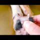 Removing Monster Mango worms From Helpless Dog! Animal Rescue Video 2022 #42
