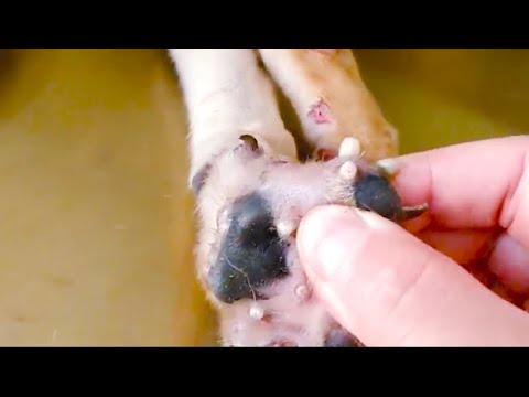 Removing Monster Mango worms From Helpless Dog! Animal Rescue Video 2022 #42