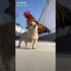 Dogs On TikTok | Dogs Doing Funny Things | Cutest Puppies TIKTOK Compilation 2022 | #tiktok #dogs