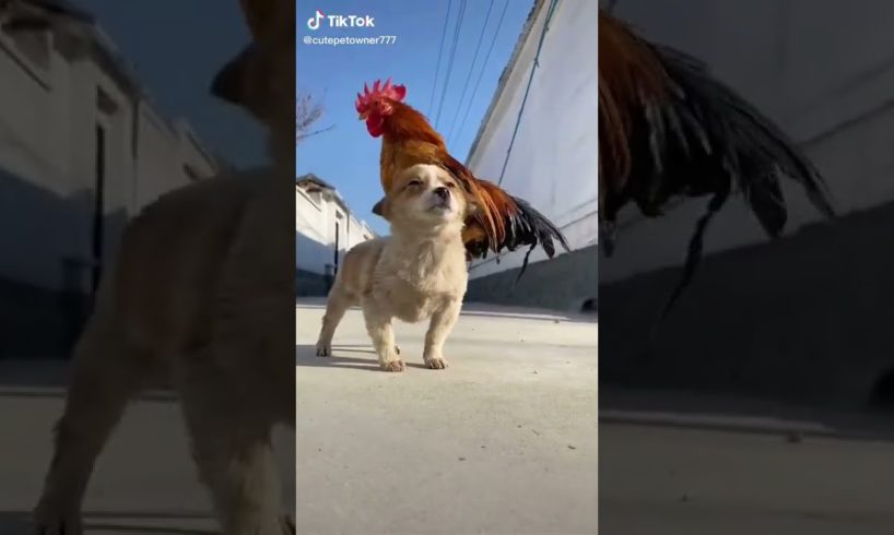 Dogs On TikTok | Dogs Doing Funny Things | Cutest Puppies TIKTOK Compilation 2022 | #tiktok #dogs