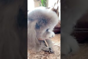 Cute Puppies Doing Funny Things, Cutest Puppies in Tiktok 2022 #Short3132