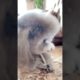 Cute Puppies Doing Funny Things, Cutest Puppies in Tiktok 2022 #Short3132