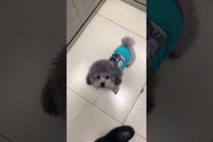 Cute Puppies Doing Funny Things, Cutest Puppies in Tiktok 2022 #Short3144