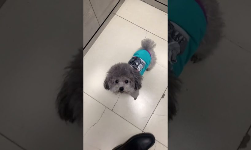 Cute Puppies Doing Funny Things, Cutest Puppies in Tiktok 2022 #Short3144