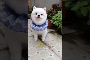 Funny Dogs of TikTok Compilation 🥺🥰🥰 Cutest Puppies 🥰🥰🥰