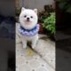 Funny Dogs of TikTok Compilation 🥺🥰🥰 Cutest Puppies 🥰🥰🥰