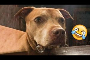 Funniest Dogs And Cats Ever 🐧 - Best Funny Animal Videos Of The 2022 - Funny animals #7