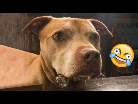 Funniest Dogs And Cats Ever 🐧 - Best Funny Animal Videos Of The 2022 - Funny animals #7