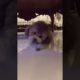 Cute Puppies Doing Funny Things, Cutest Puppies in Tiktok 2022 #Short3165