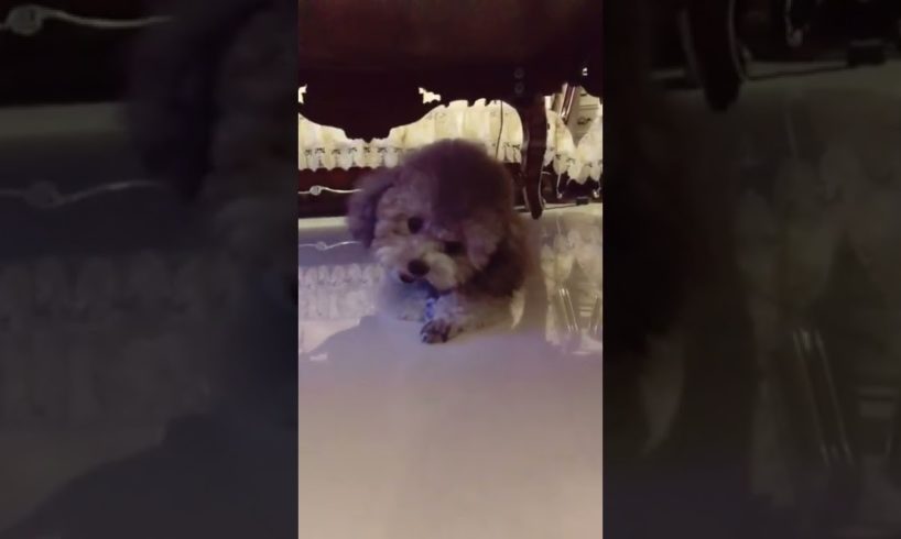 Cute Puppies Doing Funny Things, Cutest Puppies in Tiktok 2022 #Short3165