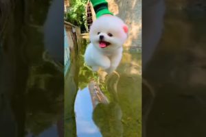 Funny Dogs of TikTok Compilation 🤣🤣🤣 Cutest Puppies 😁😜😉