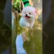 Funny Dogs of TikTok Compilation 🤣🤣🤣 Cutest Puppies 😁😜😉