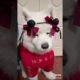 Dogs On TikTok | Dogs Doing Funny Things | Cutest Puppies TIKTOK Compilation 2022 | #tiktok #dogs