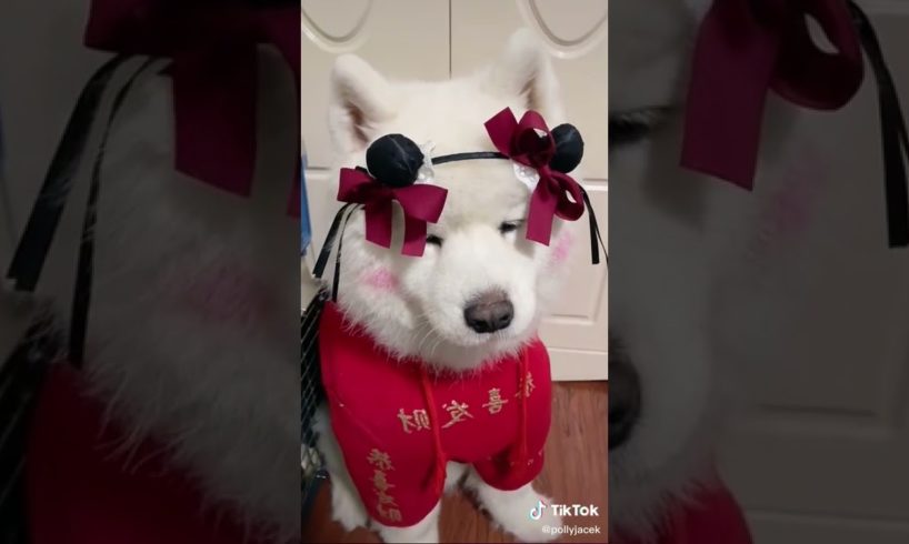 Dogs On TikTok | Dogs Doing Funny Things | Cutest Puppies TIKTOK Compilation 2022 | #tiktok #dogs