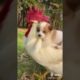 Dogs On TikTok | Dogs Doing Funny Things | Cutest Puppies TIKTOK Compilation 2022 | #tiktok #dogs