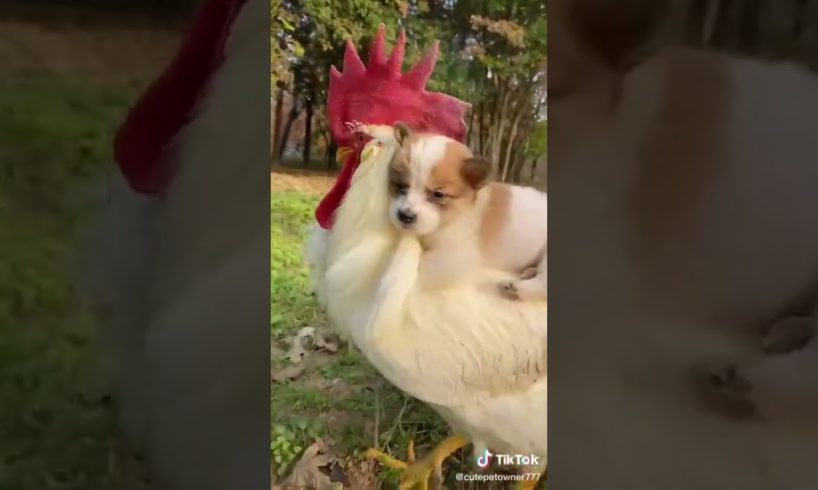 Dogs On TikTok | Dogs Doing Funny Things | Cutest Puppies TIKTOK Compilation 2022 | #tiktok #dogs