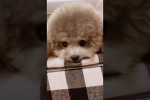 Cute Puppies Doing Funny Things, Cutest Puppies in Tiktok 2022 #Short3164