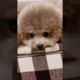 Cute Puppies Doing Funny Things, Cutest Puppies in Tiktok 2022 #Short3164