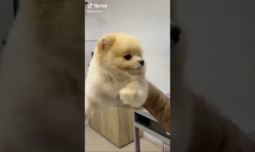 Dogs On TikTok | Dogs Doing Funny Things | Cutest Puppies TIKTOK Compilation 2022 | #tiktok #dogs