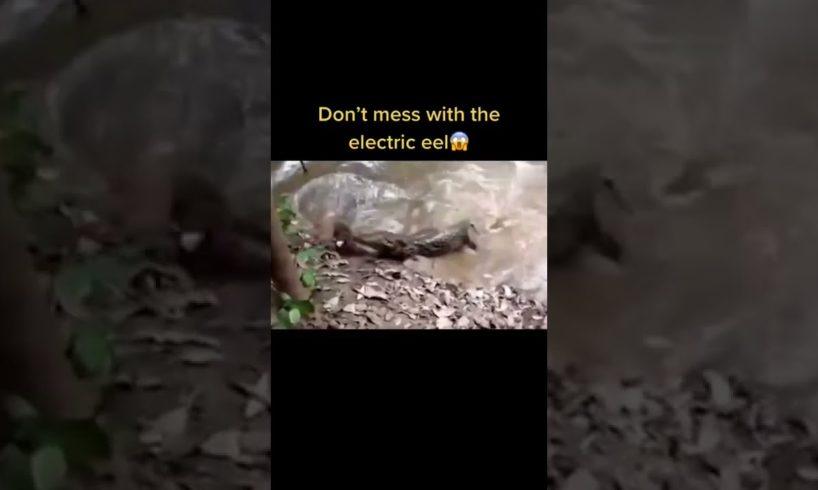 animals life 🔥 #shorts #viral #tiktok #trends #animals #video #2022 #vlog #4KAJMALKSA