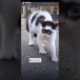 Ultimate Cutest PUPPIES & Happiest Pet of TikTok Compilation 2022