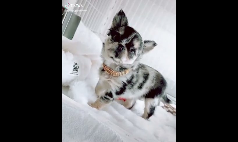 Dogs On TikTok | Dogs Doing Funny Things | Cutest Puppies TIKTOK Compilation 2022 | #tiktok #dogs
