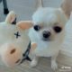 Dogs On TikTok | Dogs Doing Funny Things | Cutest Puppies TIKTOK Compilation 2022 | #tiktok #dogs