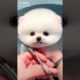 Dogs On TikTok | Dogs Doing Funny Things | Cutest Puppies TIKTOK Compilation 2022 | #tiktok #dogs