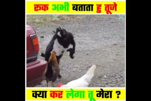 Animal Amazing Fight Recorded On Camera ❤️👍 #shorts