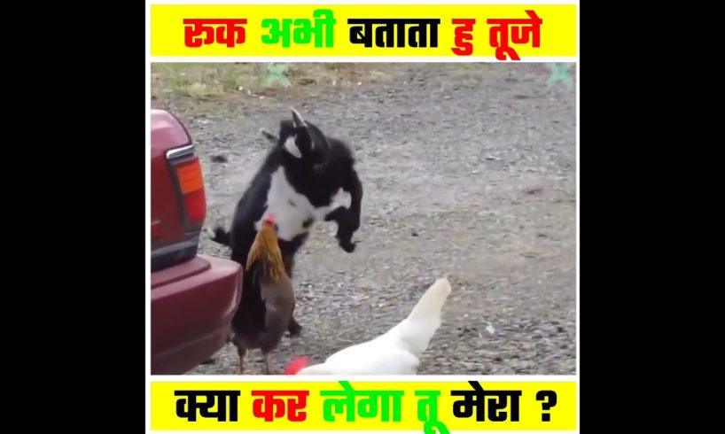 Animal Amazing Fight Recorded On Camera ❤️👍 #shorts