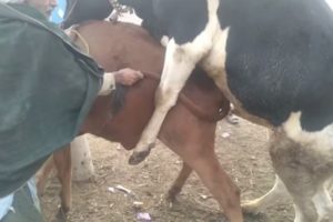 natural animal meeting|cow bull and buffalo|#hybridmating|#crossmeeting