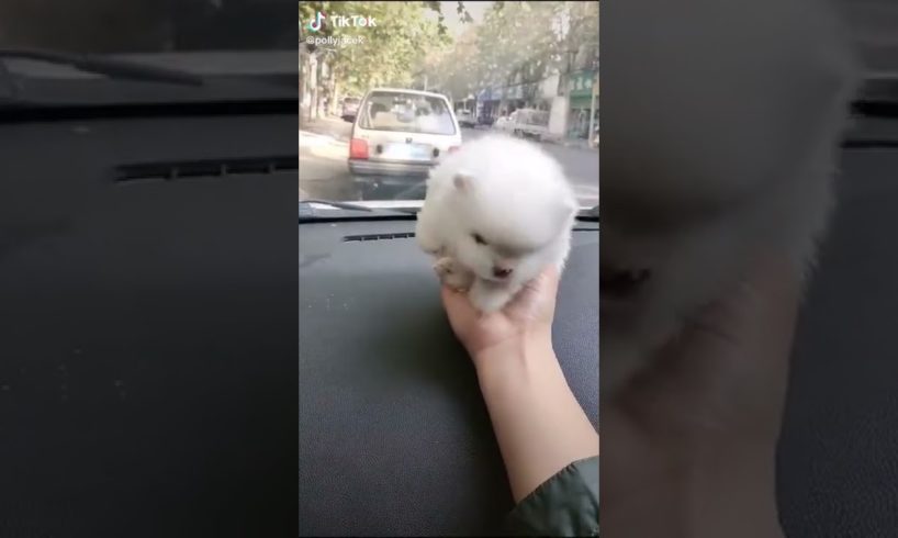Dogs On TikTok | Dogs Doing Funny Things | Cutest Puppies TIKTOK Compilation 2022 | #tiktok #dogs
