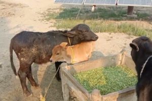 natural animal meeting|cow bull and buffalo|#hybridmating|#crossmeeting