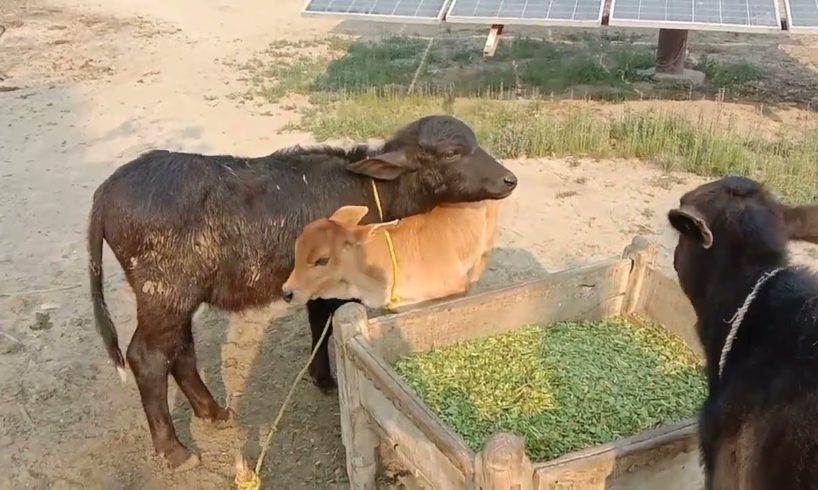 natural animal meeting|cow bull and buffalo|#hybridmating|#crossmeeting