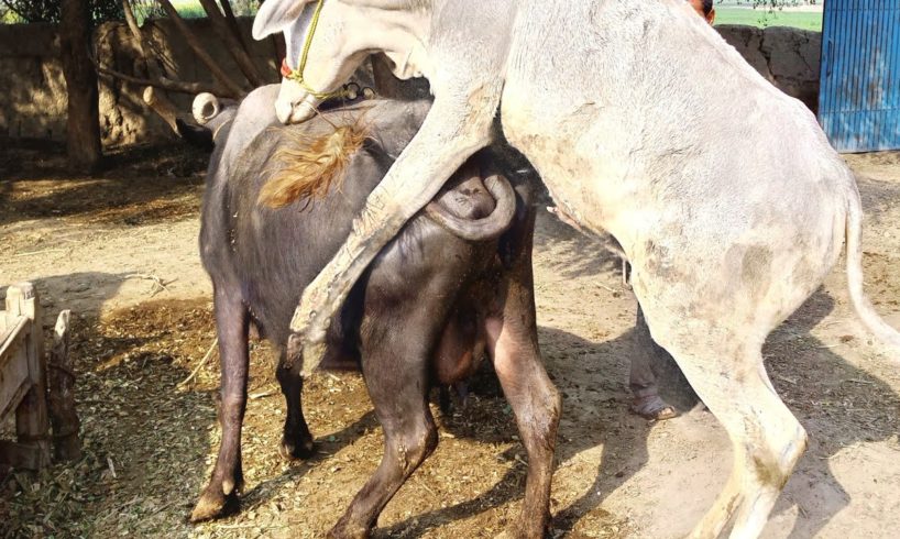 natural animal meeting|cow bull and buffalo|#hybridmating|#crossmeeting