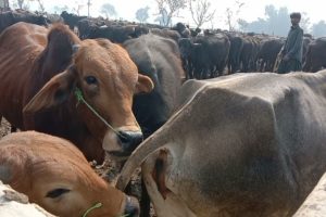 natural animal meeting|cow bull and buffalo|#hybridmating|#crossmeeting