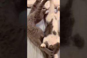 Best funny Animal Videos 2022😂-Funniest Cats and Dogs videos#shorts
